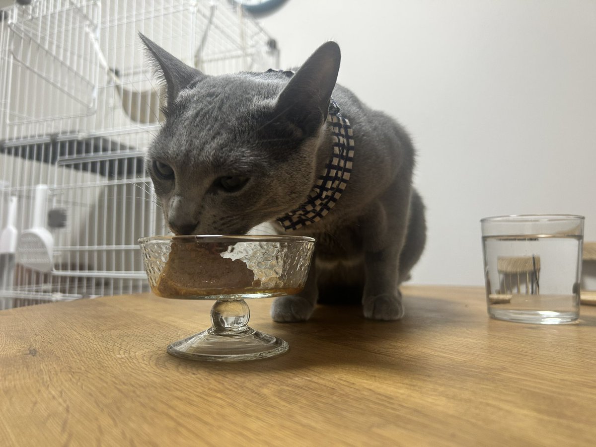 magugurashi's tweet photo. 明日がおうち記念日🎉2個入りのモンプチは今日と明日のとくべつごはん。とってもおいしいみたいで、おはなでも食べちゃうほど。 https://t.co/ysjeddP3DT