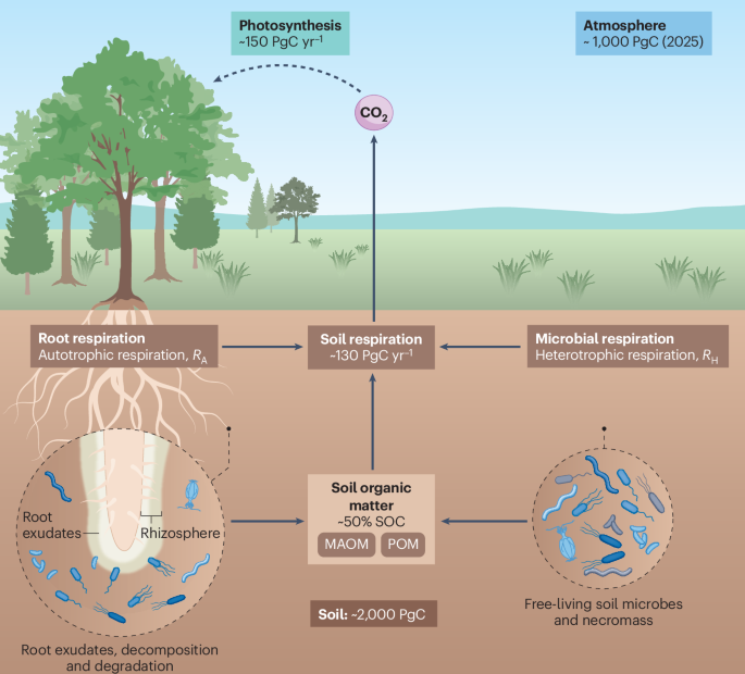 NatRevEarthEnv's tweet photo. New online! Heterotrophic respiration by soil microbes in a changing climate https://t.co/gBqQkxCqrp https://t.co/1thhRnOdfB