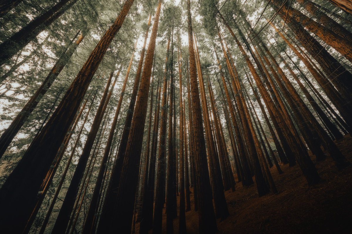 mandolinaes's tweet photo. Lost among giants https://t.co/K4MJ2xtpKL