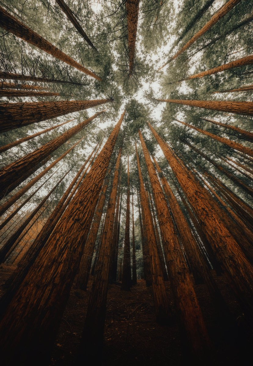 mandolinaes's tweet photo. Lost among giants https://t.co/K4MJ2xtpKL