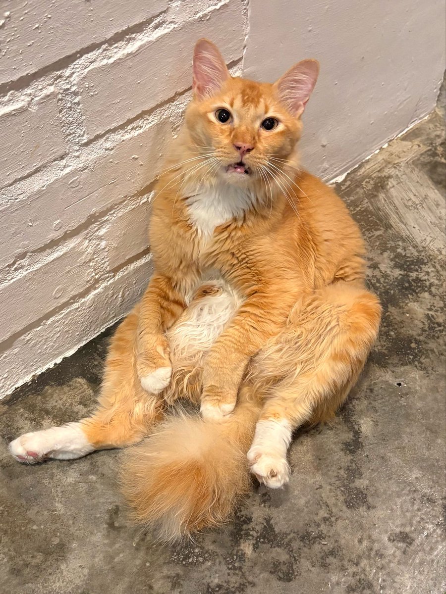 itsybitsymin's tweet photo. Hi everyone! 🐾

We’re still taking orders for our Silly Cats items to help cover Batik’s weekly vet visits. 🙏

🗝️Keychains are ready stock.
👜 Tote bags are on pre-order.

If you’d like to order, just DM me or fill out the order form. Thank you so much 🥰 https://t.co/JKFCWgX3hF