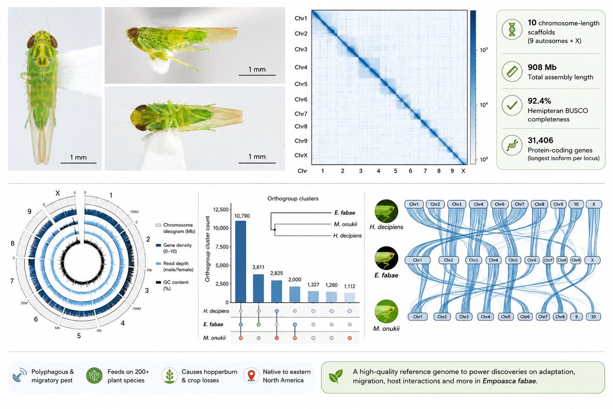 Edel_PLopez's tweet photo. Preprint alert! 🚨 
Perfect way to end a very inspiring week! 💪

Our chromosome-level genome assembly of the potato leafhopper Empoasca fabae is out! 🍃🧬

Bravo Joshua Molligan for leading this with the invaluable support of Florent Sylvestre  and creating what is now the reference genome for this species! 

An important resource for the community to explore the biology of this fascinating migratory pest 🪲

More functional genomics coming soon to uncover the many amazing aspects of E. fabae biology: adaptation, migration, plant interactions and beyond! 🔬

Proud of this contribution from EdeLab, made possible thanks to @RqradQc, FRQ  and @NSERC_CRSNG support! 🌱 - the @LeafHopeCan keep growing! 

Study here: https://t.co/yi8lwNi3dv