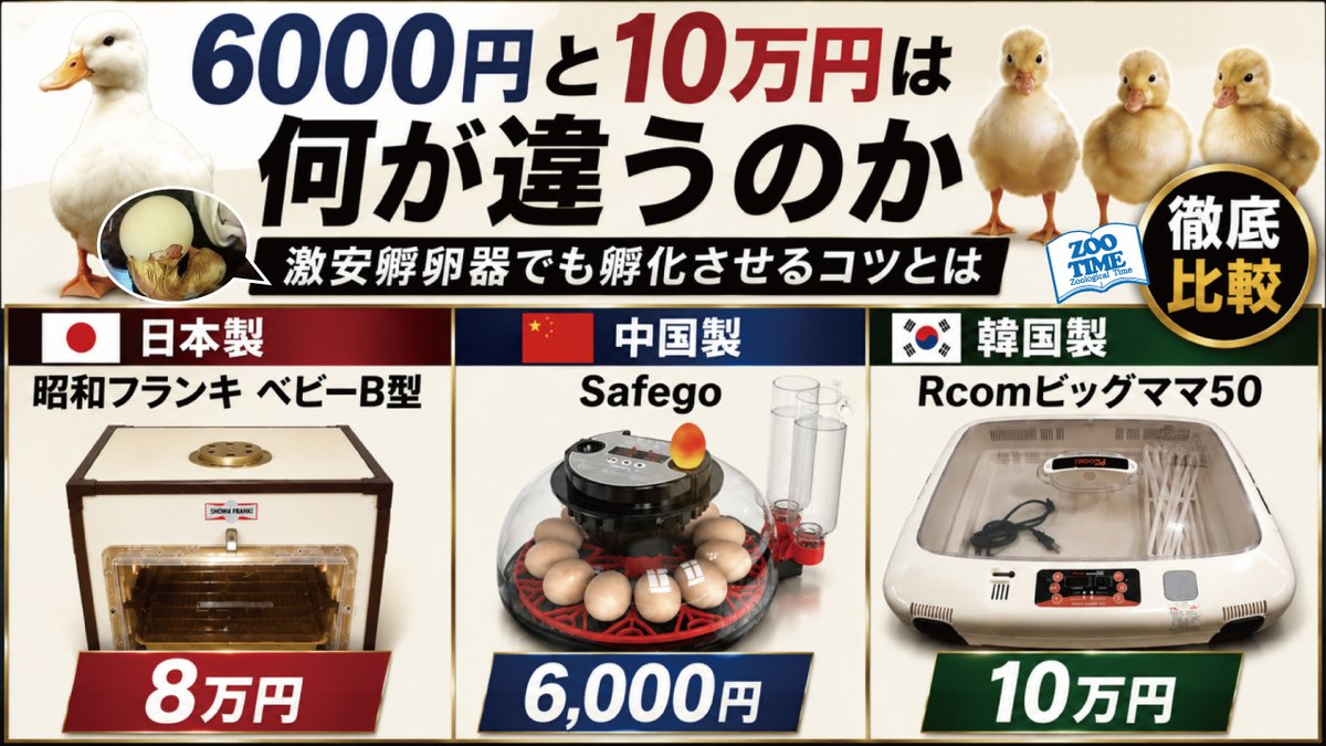 zootime2017's tweet photo. 【孵卵器を学びたい方必見🥚】  

「安い孵卵器でも本当に孵化できるの？」
 「高価な孵卵器とは何が違うの？」
  このようなご質問をたくさんいただくため、実際に検証した内容を動画にまとめました！

  📺 https://t.co/fFegmnDQBv https://t.co/fDVHbG17vG