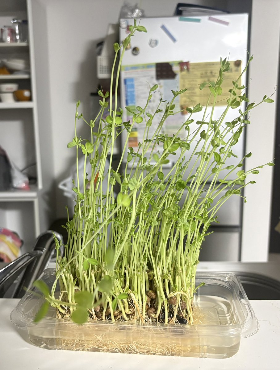 Na_PinkLemon's tweet photo. 豆苗9日目〜🌱🌱🌱🌱🌱🌱🌱🌱🌱
目立ちだがり屋の豆苗ちゃんがいる。
ちょっと根腐れしとるかも。
1部カビってるとこあったから洗ってみた。 https://t.co/B74Te6LKR8