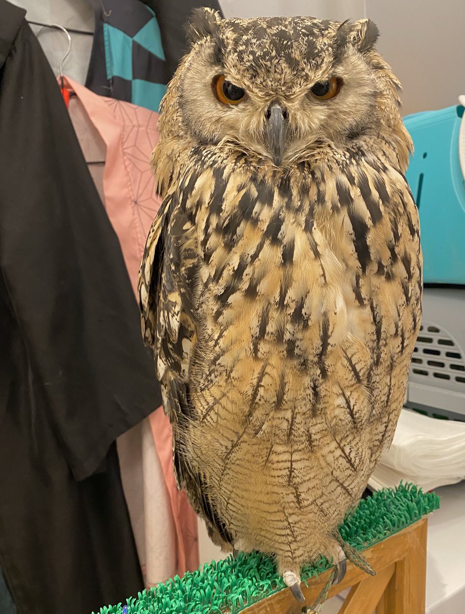 fukurounomise00's tweet photo. 【週末はフクロウたちに会いに来ませんか？🦉✨】

こんばんは🌙

凛々しいぺーちゃんも、皆さまに会えるのを楽しみにしています🩷

フクロウたちが毎日元気に過ごせるのは、ご来店くださる皆さまのおかげです。
いつも本当にありがとうございます🍀

📅 7/11(土)・7/12(日)
🕚 11:00〜20:00 営業いたします✨

そして今週末は、月島で「草市」も開催されます🎐
お祭りを楽しみながら、ぜひフクロウたちにも会いにいらしてください😊

のんびり触れ合ったり、写真を撮ったり、癒しの時間を過ごしていただけたら嬉しいです🦉💕

皆さまのご来店を心よりお待ちしております🙇‍♀️✨

#フクロウカフェ #フクロウ #月島 #草市 #東京おでかけ #週末のお出かけ #癒し時間