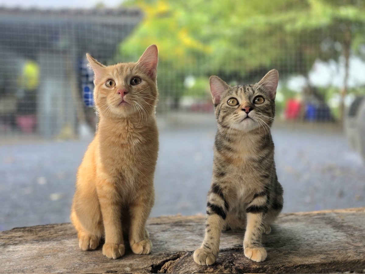 thmeow's tweet photo. มะยม: "วันนี้ผมกินอาหารเองได้แล้วครับ ผมใกล้หายแล้ว ผมสัญญาจะกลับมาหล่อเหมือนเดิมครับ"
#มะยม #มะหมี่ https://t.co/rqsxrjd50r