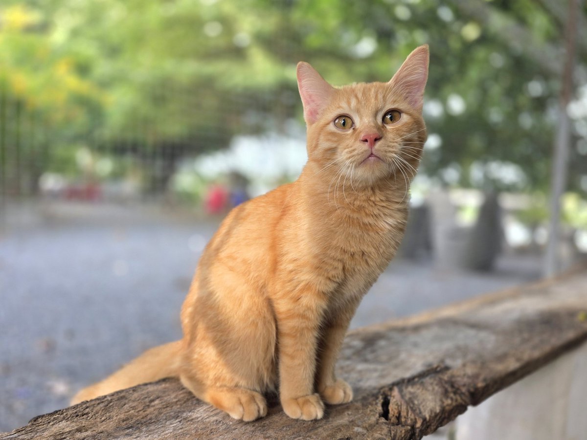 thmeow's tweet photo. มะยม: "วันนี้ผมกินอาหารเองได้แล้วครับ ผมใกล้หายแล้ว ผมสัญญาจะกลับมาหล่อเหมือนเดิมครับ"
#มะยม #มะหมี่ https://t.co/rqsxrjd50r
