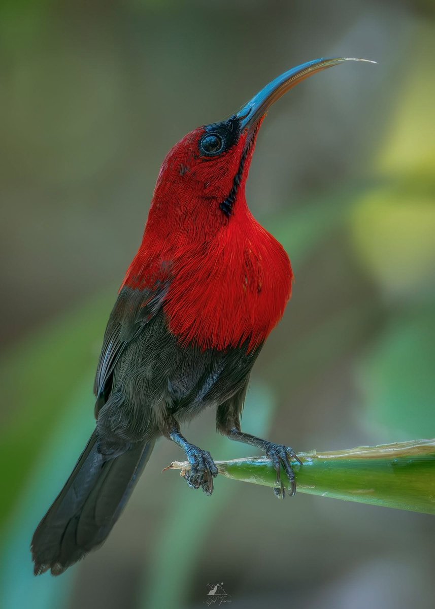 birdtalkX's tweet photo. The Magnificent Sunbird (Aethopyga magnifica) has high energy needs and feeds on nectar. It uses a split-tipped tubular tongue to squeeze nectar like a sponge. Females build pouch nests with spiderweb glue. Credit: Tres Marias Farm 04.2026, Gid Ferrer FB https://t.co/qZM7J503qm