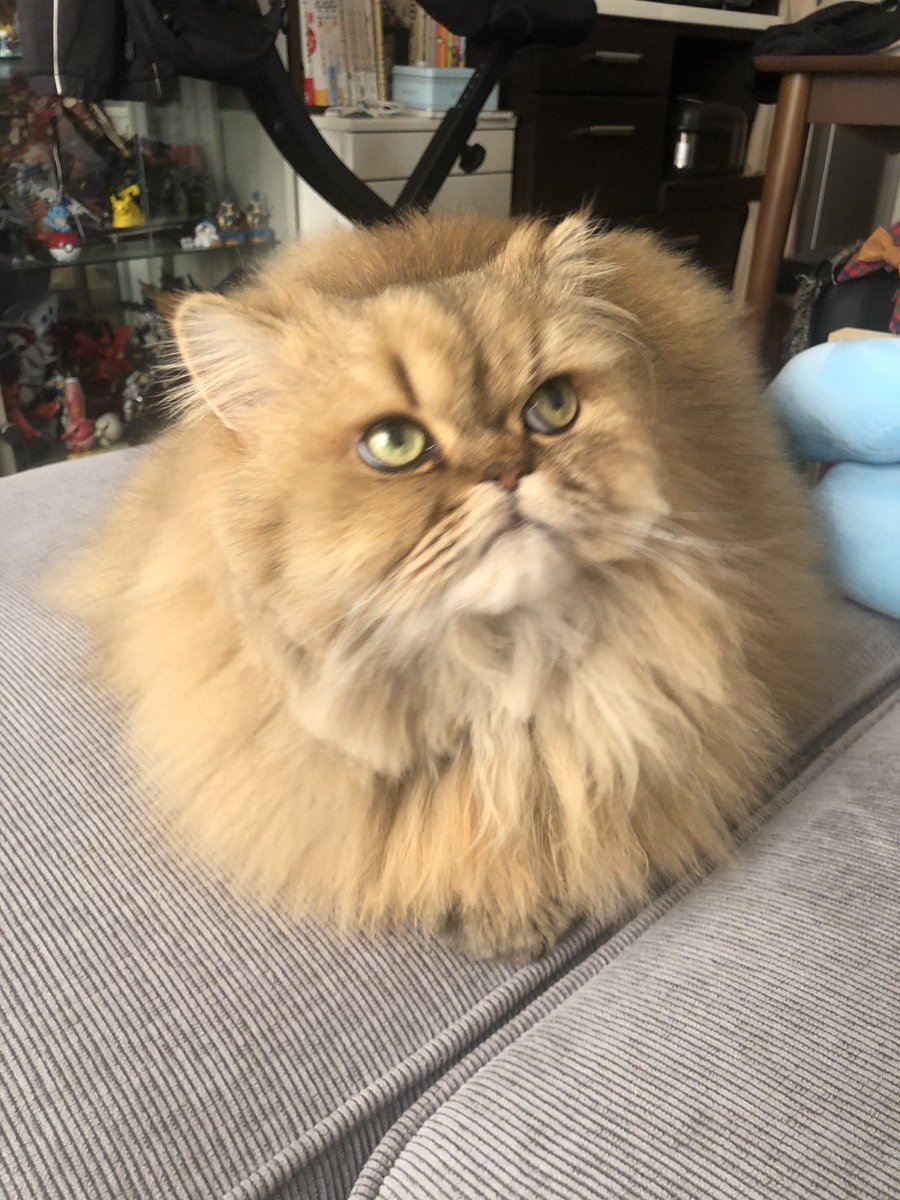 nukosama 猫にニャーというと「なんやこいつ、日本語でおけ」と感じ