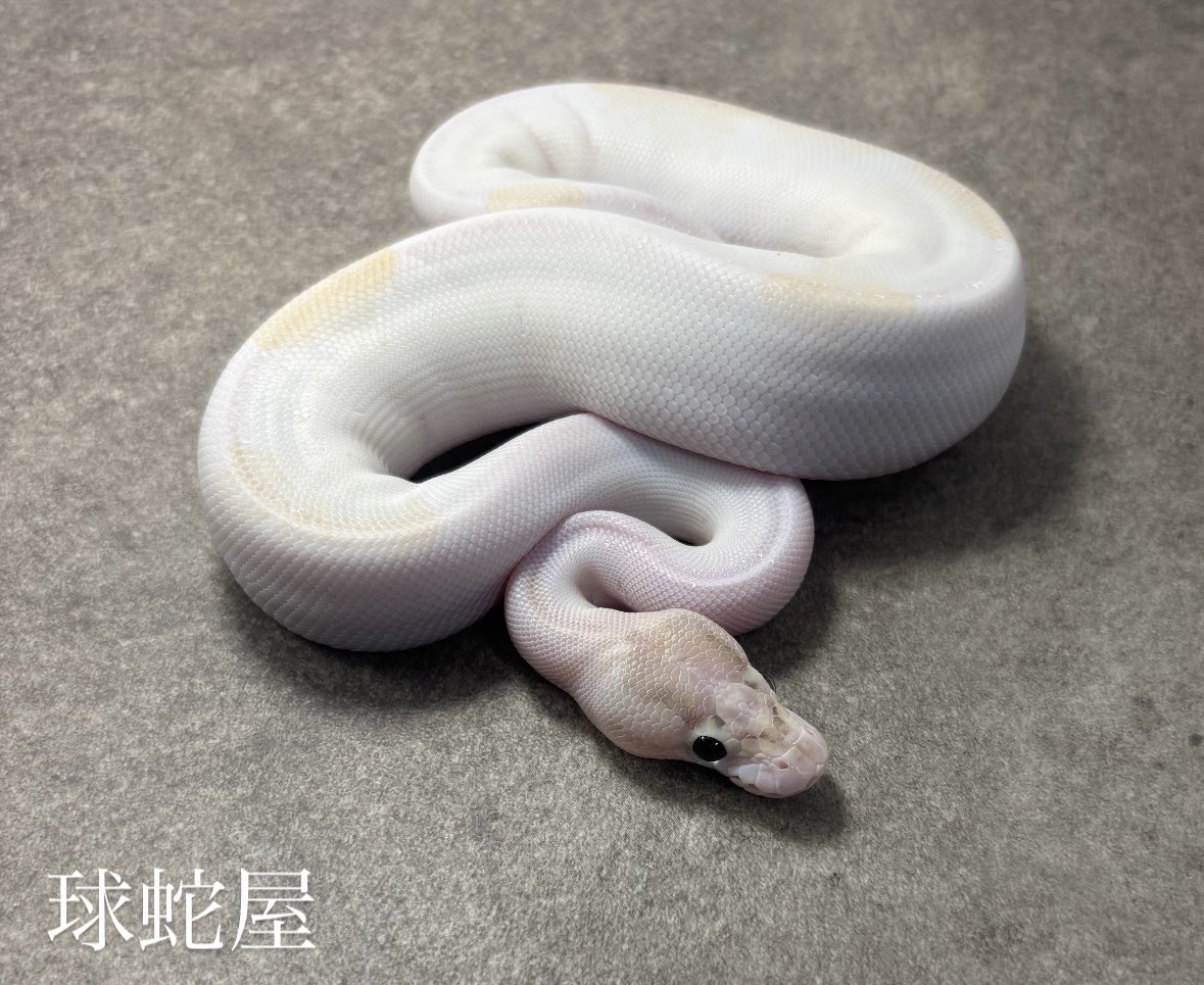 販売個体】 Ivory Pied ♀ 2026CB ¥75,000 白蛇？です 所々アイボリー