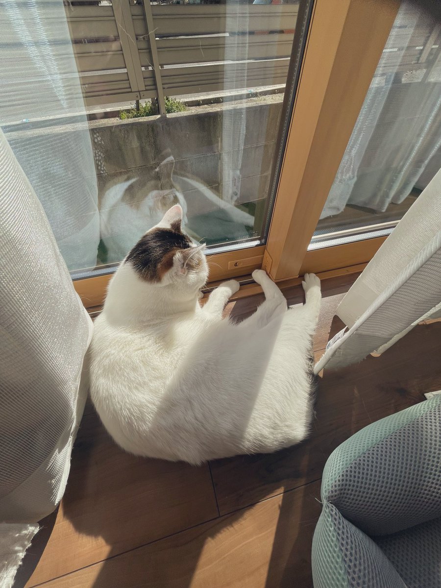 snoopyyy181's tweet photo. 猫かわいいので
たまにわけわからなくなるけど、猫のために頑張る https://t.co/80INGjIJEO