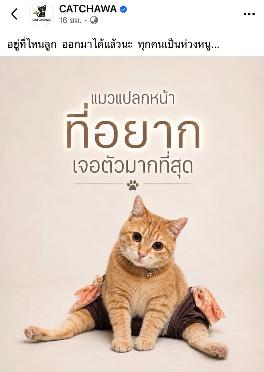 TarotYouuuu's tweet photo. เห็นด้วยอย่างยิ่ง ขอเถอะ ขอให้เจอน้องอีกครั้ง ขอให้ปลอดภัย กลับมาหาเจ้าของให้ได้นะครับ !!!!!!

 #แมวหาย #แมวหายบนรถไฟ https://t.co/G0mAR6QdWG