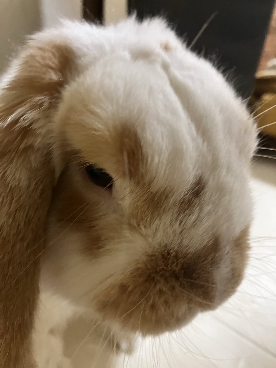kookosan's tweet photo. #うさぎ
#うさぎのオラ
ママが帰ってきたからオラの自由時間、始まる。 https://t.co/WmZyZc4FTu