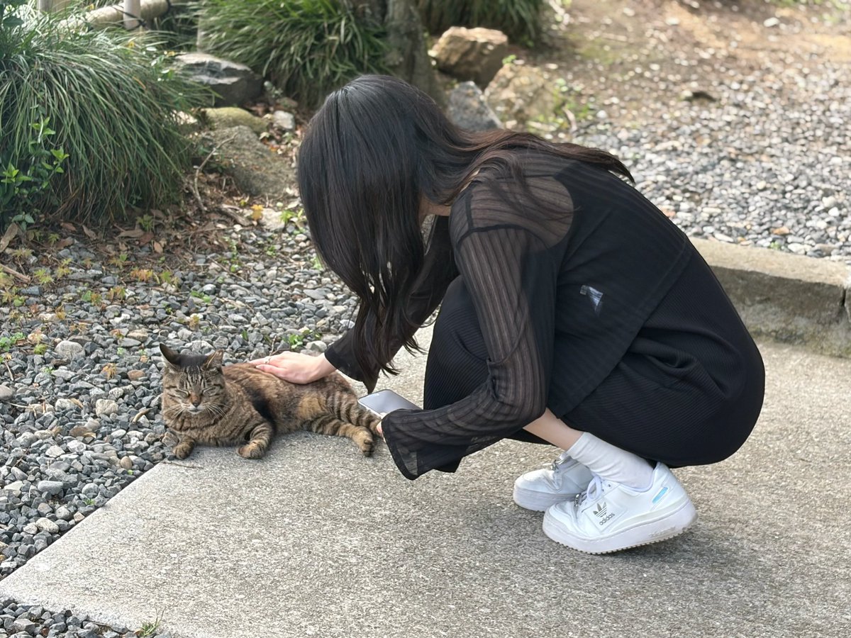 ND5RE___24's tweet photo. 猫がたくさんいる神社にも行ってきた🐈‍⬛ https://t.co/e3RAMrv0IZ