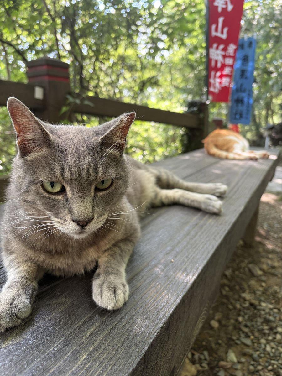 ND5RE___24's tweet photo. 猫がたくさんいる神社にも行ってきた🐈‍⬛ https://t.co/e3RAMrv0IZ
