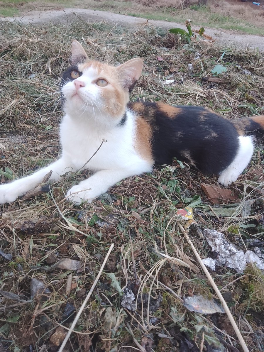 Papi_Ramona's tweet photo. Dapet kunjungan cewe cantik tapi guling-gulingan di bakaran sampah https://t.co/mXzEj1aqJ6