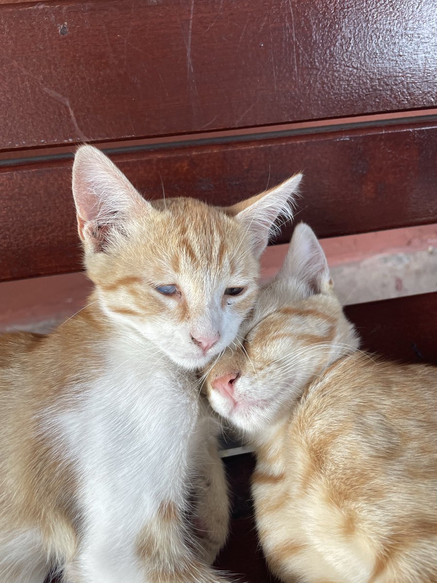 sarpcat's tweet photo. https://t.co/3s95IxLRnv