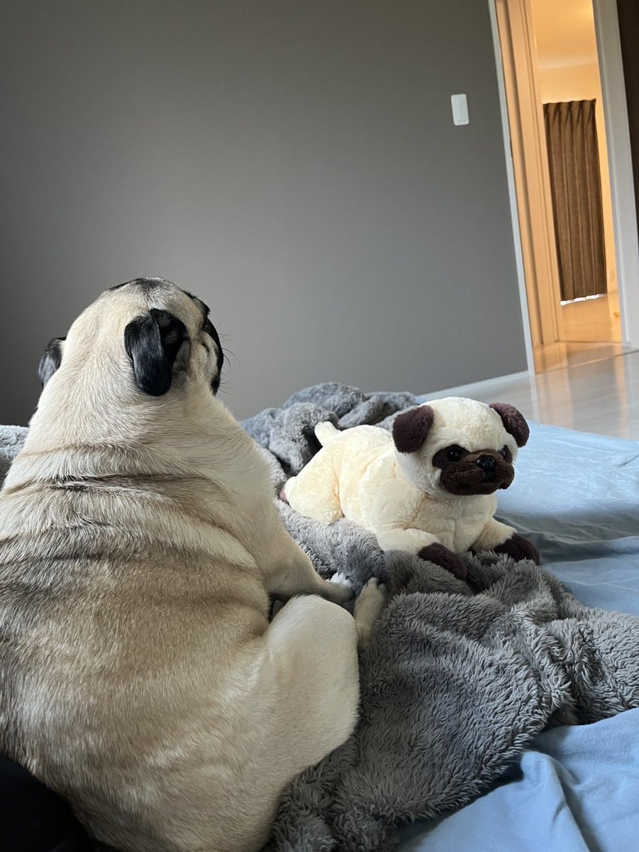 King__treasure's tweet photo. 旦那がとても良い写真を送ってきた💓

#パグ
#pug https://t.co/7gh8B9kRoV