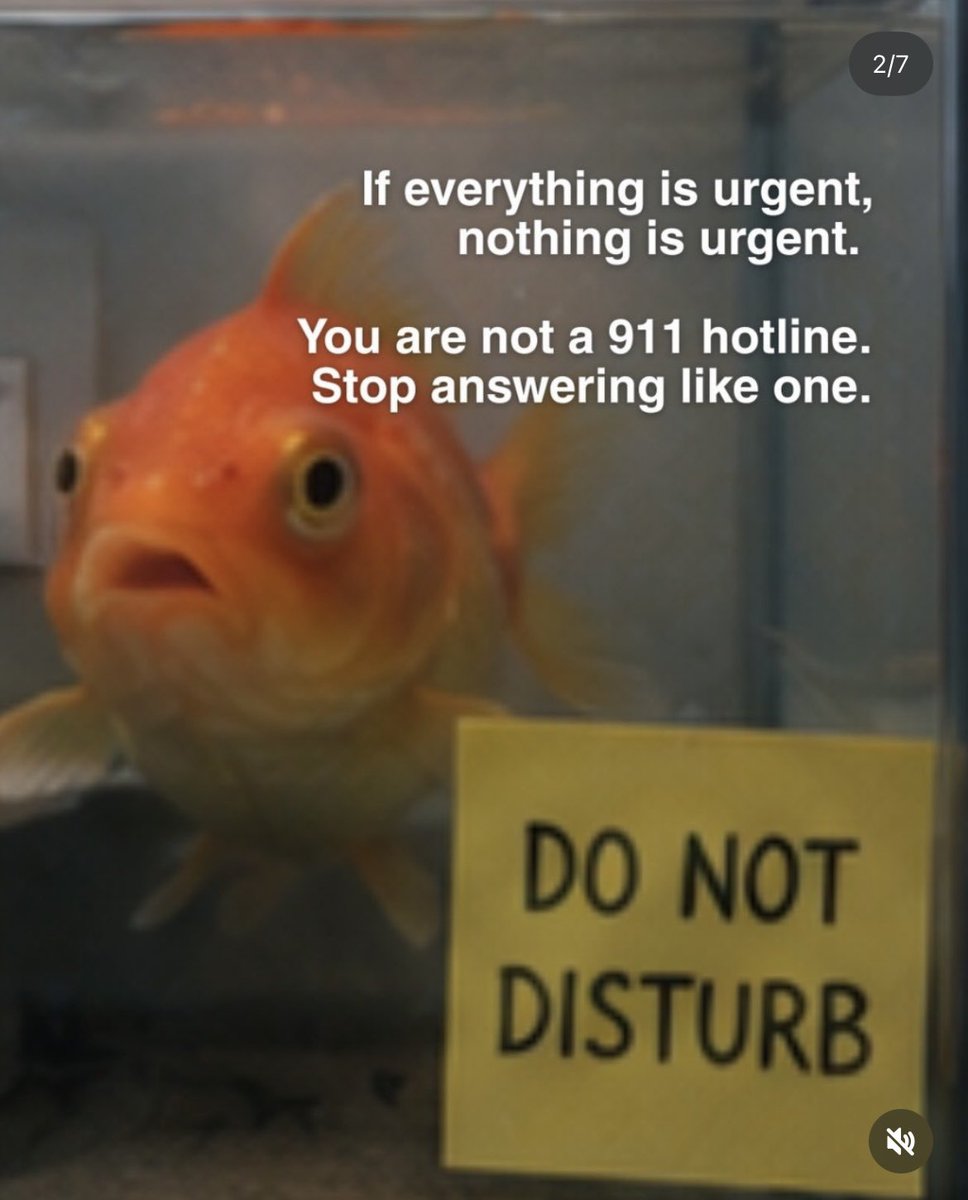 thisisailin's tweet photo. Lessons from goldfish https://t.co/fBEwIJiS15