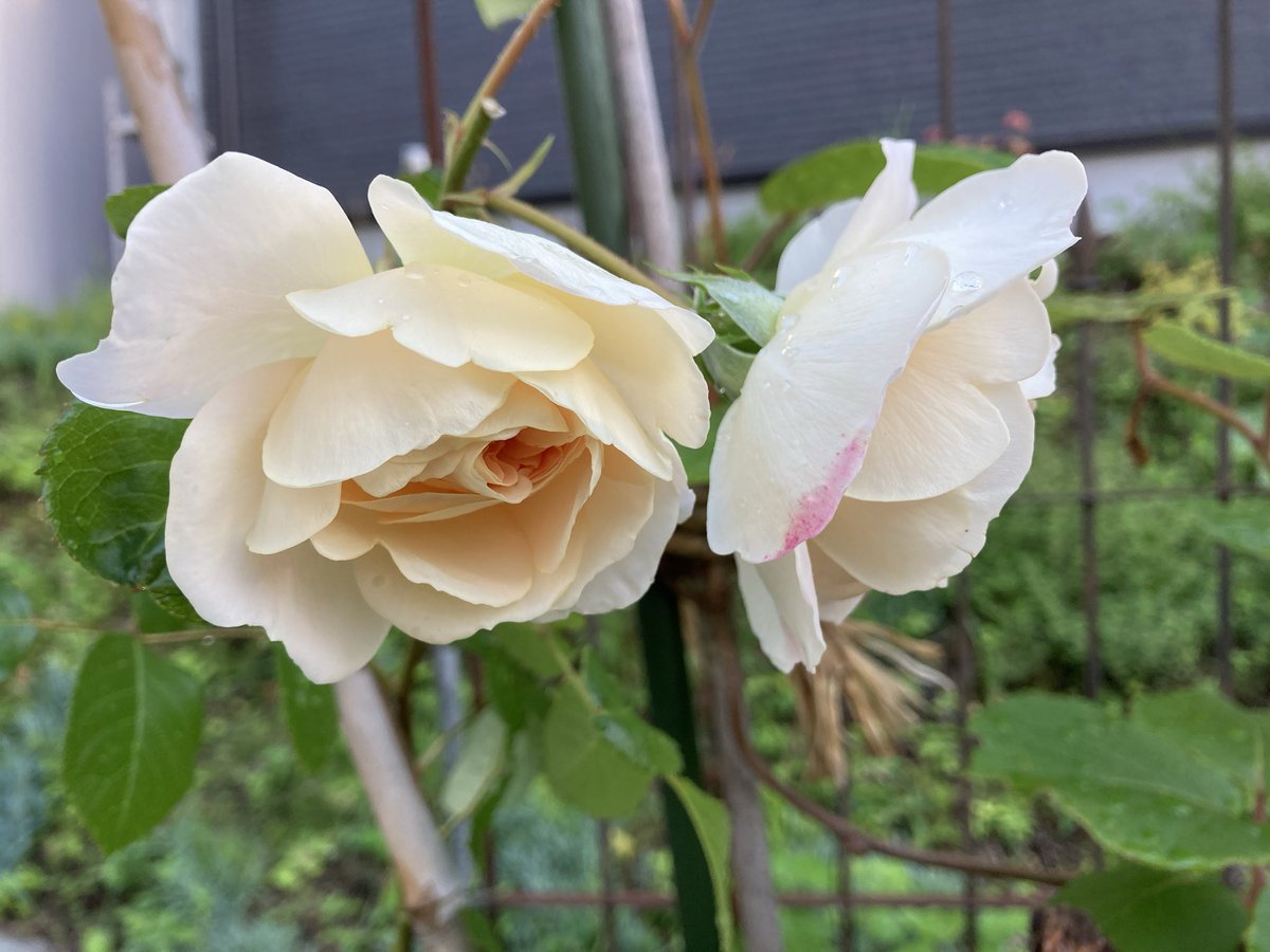umi_lifememo's tweet photo. 母バラ🌹
ほかは終わりかけばかりでした

いろいろ切りたいのがあったけど父不在のため我慢😇 https://t.co/pGN0TMF1e2