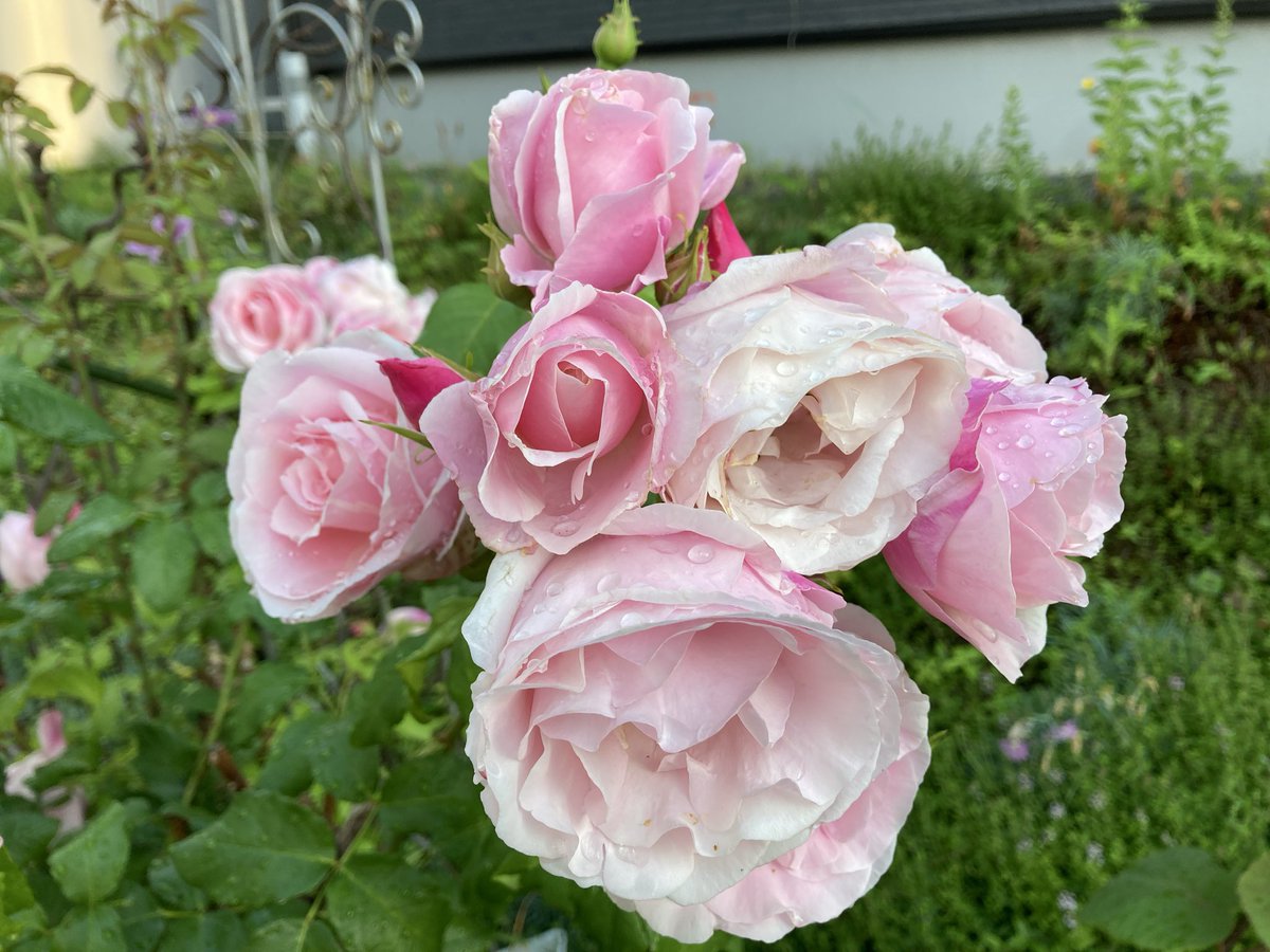 umi_lifememo's tweet photo. 母バラ🌹
ほかは終わりかけばかりでした

いろいろ切りたいのがあったけど父不在のため我慢😇 https://t.co/pGN0TMF1e2