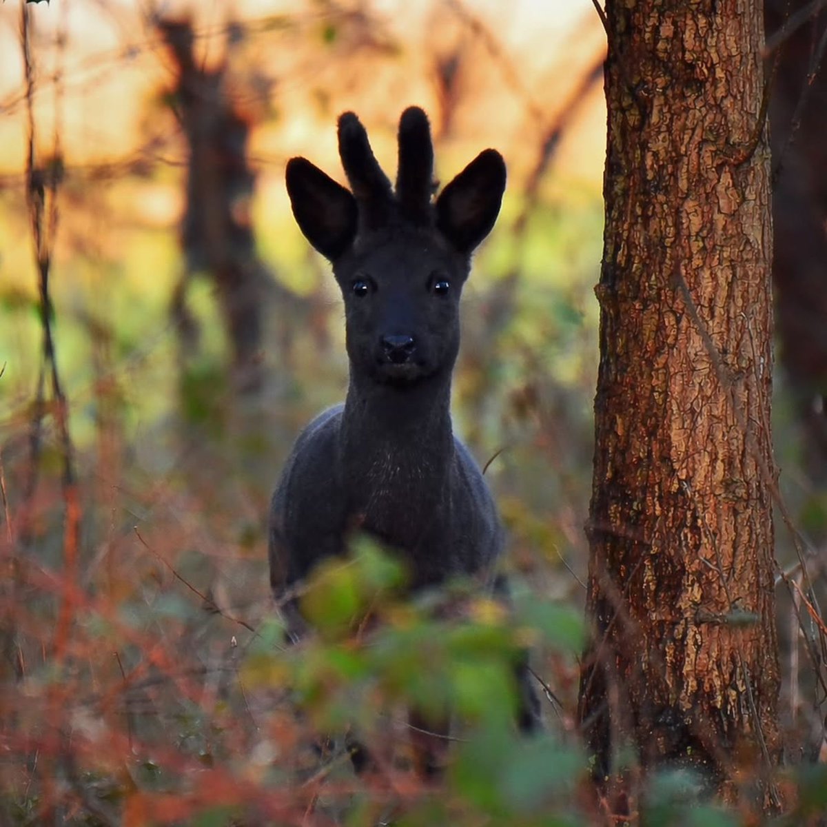 EvolveWildlife's tweet photo. A rare melanistic roe deer emerges from the undergrowth and surprises the photographer. "I held my breath for a moment, tense with awe. There, between light and shadow, he stood." 

📸 Jan van Elten https://t.co/0Kugx6hEgv