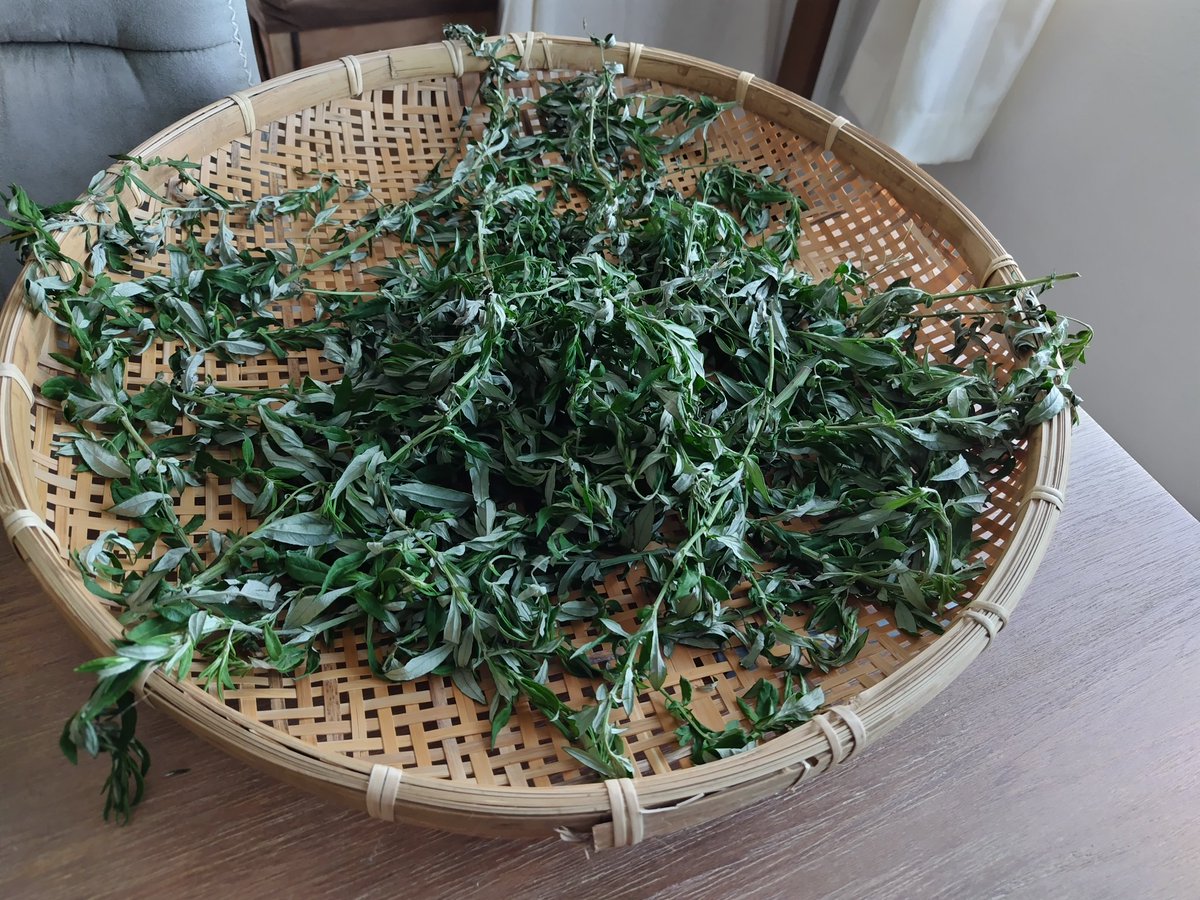 popolo80857366's tweet photo. ぺんさんにもらったヨモギの苗から
ヨモギがいっぱいできたので
ヨモギ茶作りました✌

乾燥してる時も煎ってる時も
良い香り〜

ハーブティーみたいで
美味しいよ https://t.co/f2n2Y4REea