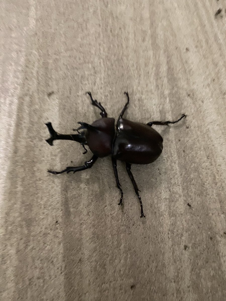 Lost_Bible's tweet photo. 人生初浴衣で出掛けようとしたら
玄関先に立派なカブトムシが居たわ

田舎過ぎるやろ笑 https://t.co/jIAs6MKojJ
