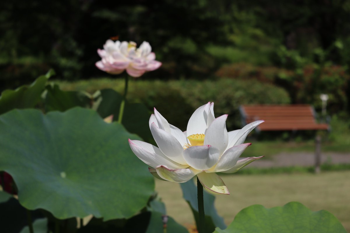 ParksJindai's tweet photo. 7/11
花蓮園では引き続き ＃ハス が見頃✨
白色に近いハスの品種を集めてみました🤍
Z順にハス ’瑞光蓮(ずいこうれん)’、’廬山白蓮(ろざんぱくれん)’、’天嬌(てんきょう)’、’金輪蓮(こんりんれん)’です🪷
泥の中から逞しく咲くハスたちを見ていると元気をもらえる気がします☺(広報係)
＃神代植物公園 https://t.co/3Vkp9yTpSl
