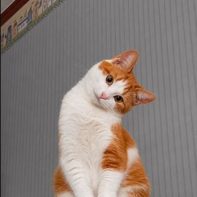 misces tweet picture