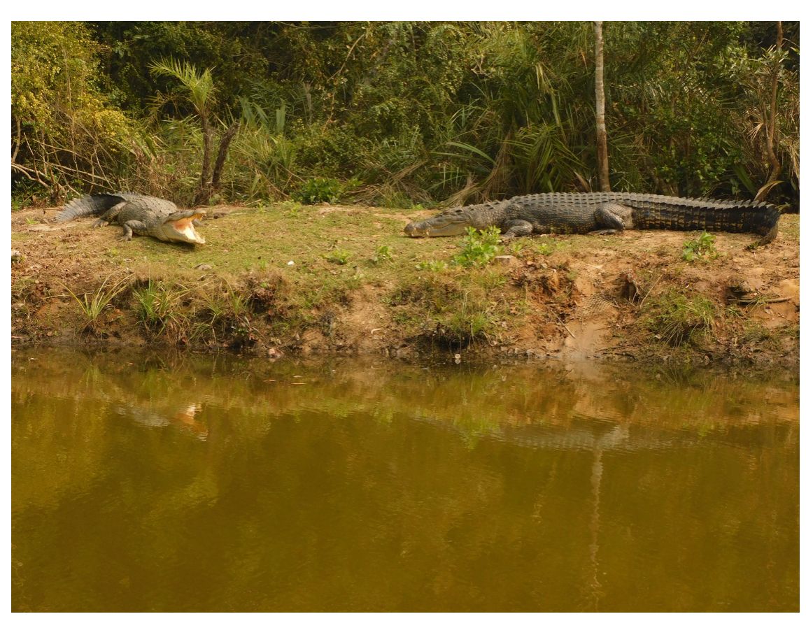 CrocSpecGroup's tweet photo. Recovering the Estuarine crocodile (Crocodylus porosus) population in the Bhitarkanika National Park/ Wildlife Sanctuary in Odisha, India.

Read more here: https://t.co/WypiIwIHjf https://t.co/llp8xzUFOn