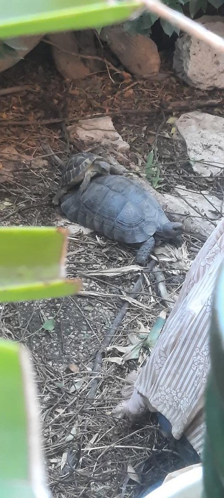 Aesthetic1333's tweet photo. .
Size doesn't matter when you've got this much rizz.
Just a little guy trying to secure a date for Friday night! 🫦🐢
#Rizz #TurtleLife #ShootYourShot
. https://t.co/OIwY0hUfY4