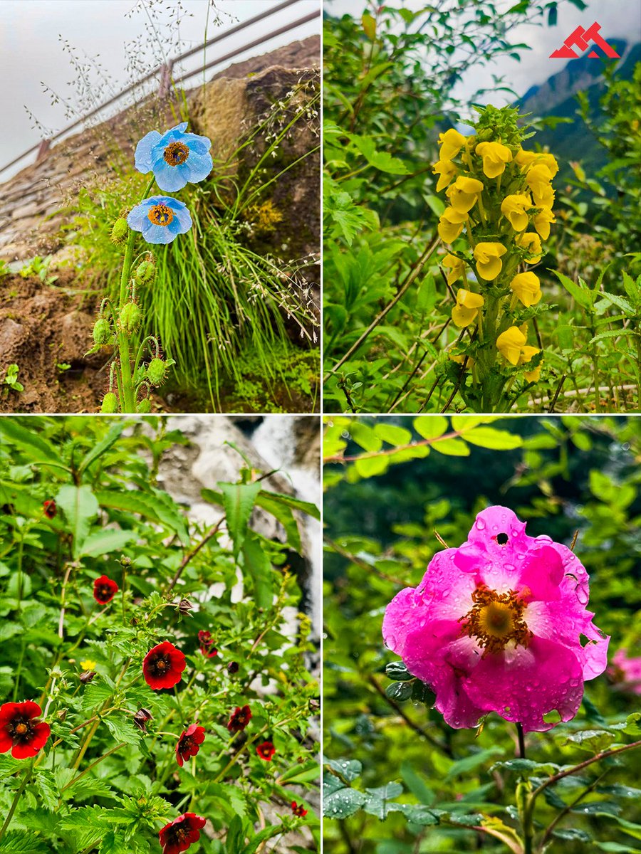 TTHTreks's tweet photo. The Himalayas are blooming, the trails are alive, and another unforgettable monsoon adventure has begun. A huge thank you to our trek leaders Ayushi Martolia, Simran, and Yashpal for leading the opening batches with passion and dedication.

🔗 https://t.co/gn8Q16tBj9 https://t.co/upsOLWdBhG