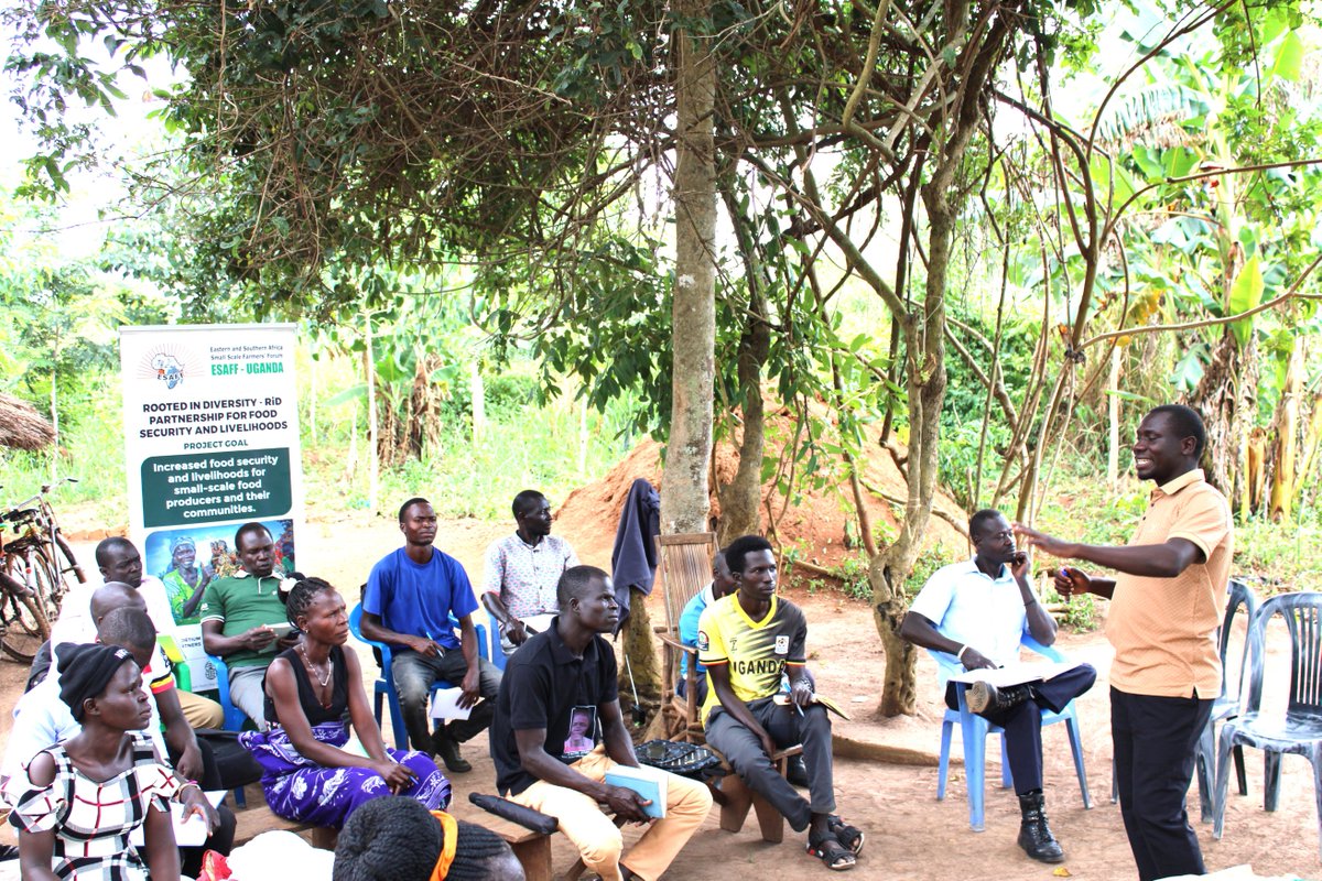 ESAFFUG's tweet photo. This week, we are in Amuru and Serere districts training Agroecology Ambassadors and selected Farmer Field School (FFS) members on the application of agroecology principles and practices under the Rooted in Diversity (RiD) project.

Equipping model farmers with practical skills in agroecological practices makes them catalysts for farmer-to-farmer learning, helping more communities restore soil health through practices such as composting and accelerating the transition to sustainable, more resilient food systems.

#AgroecologyNow | #FundAgroecology