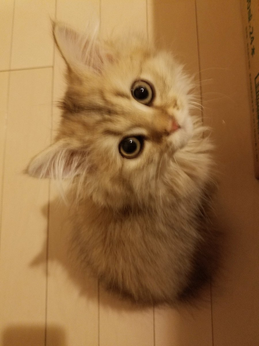 k1a9r9e9n's tweet photo. #子猫の日 https://t.co/Dgs1vtkmPa