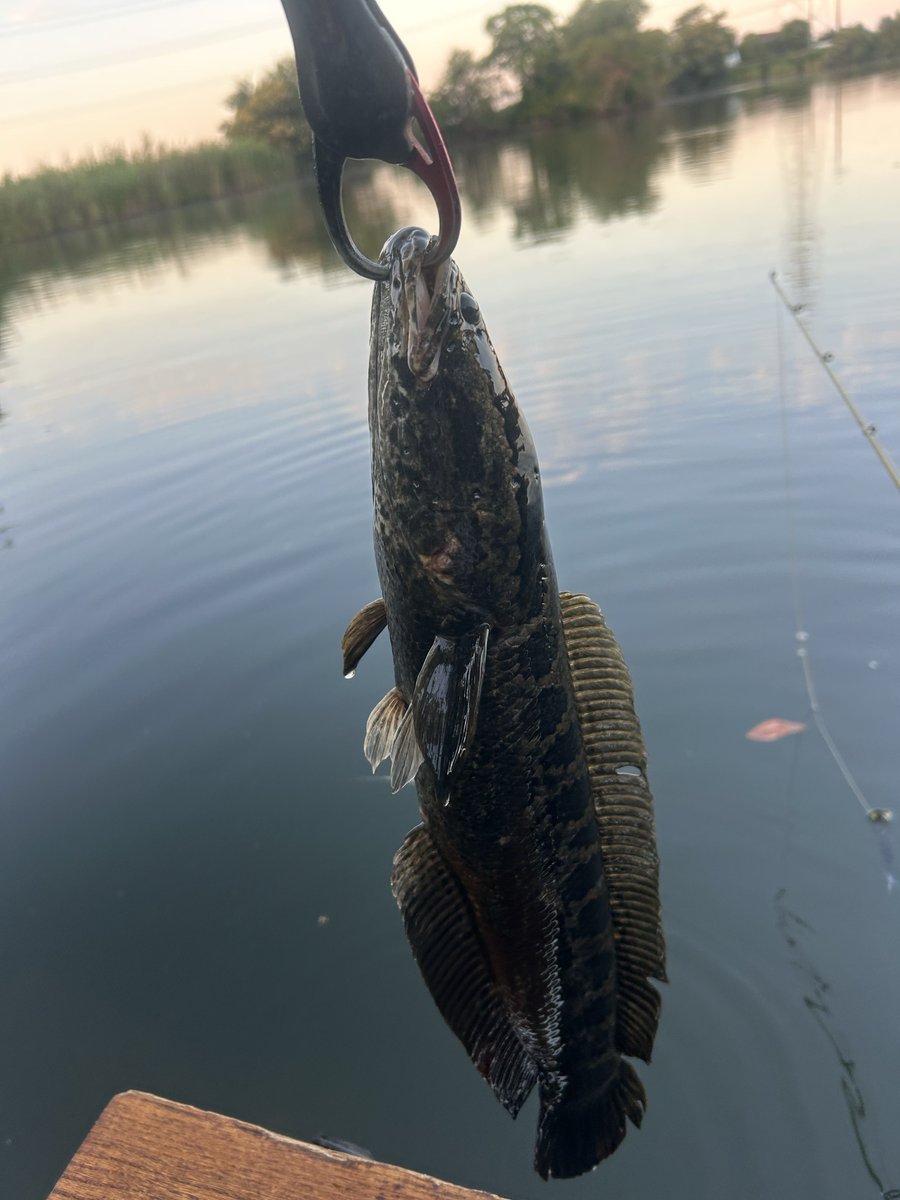 bear012110's tweet photo. 夜勤明けに野池雷魚釣れた🐟バスは木に引っかかりバレた😱明日は海釣り予定1時には家出る https://t.co/aMgrOfFZor