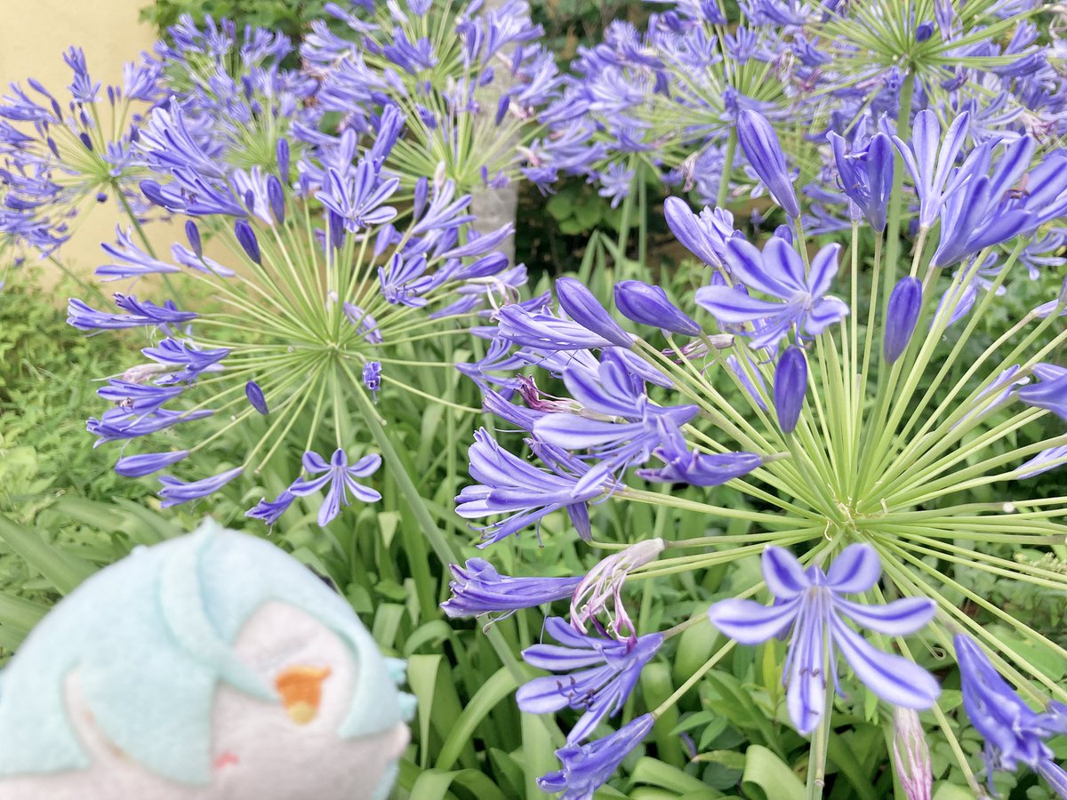 maki302's tweet photo. おさんぽ🌸 https://t.co/Ci5vwGfpnP