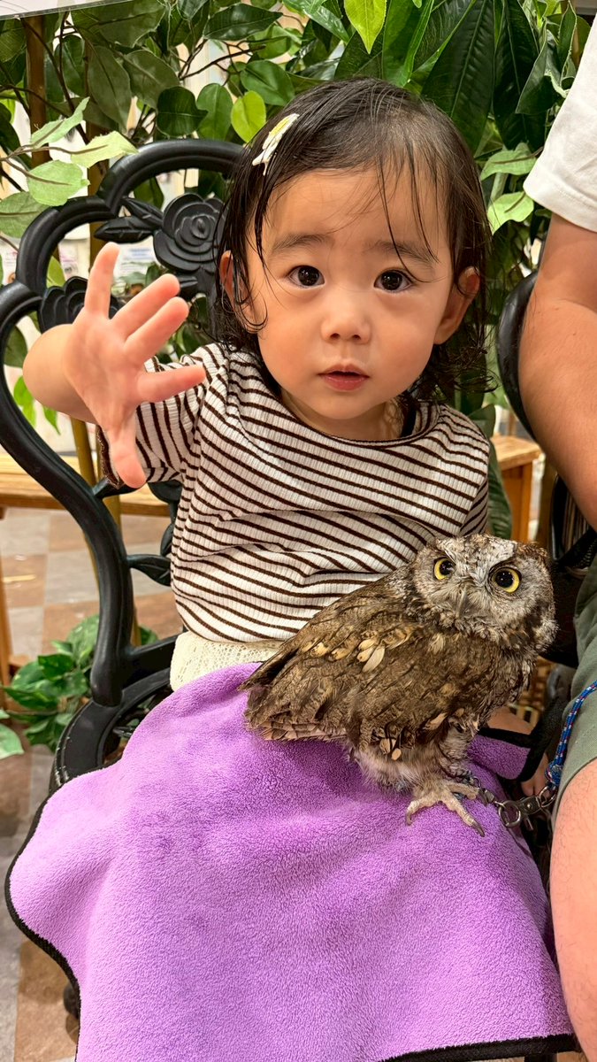 owlparktokyo's tweet photo. フクロウカフェ池袋西口ご来店ありがとうございました🦉

体験型フクロウカフェ東京池袋西口
あうるぱーく フクロウカフェ池袋
https://t.co/VeuAEEWv8v
フクロウカフェ道順https://t.co/od7Flovbbi
池袋駅西口(東武デパート側)
IT tower tokyo 裏手 徒歩1分
#あうるぱーく #フクロウカフェ
#池袋 https://t.co/E3zGlLEpRR