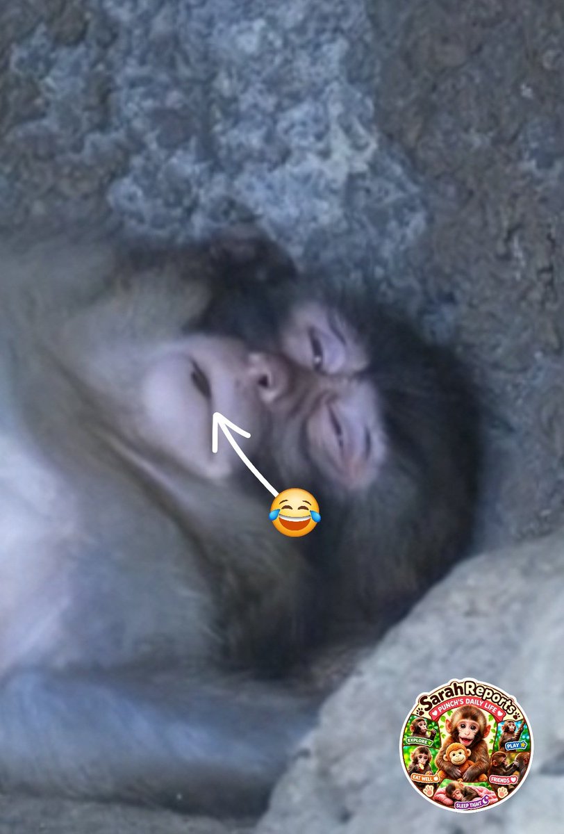 SarahPunch26's tweet photo. After a long and confusing day, Punch finally crashed out. 😴 Spread out like a starfish, mouth wide open... with a little stick still hanging out of it! 😂 Now that's talent.

The future king eventually woke up, had a little stroll, and received the grooming of a lifetime—it was epic! 😎 After another wander, he stopped for a rest... and got groomed all over again.

Life isn't so bad for our future king after all. 🤎🐵👑

The stick in his mouth definitely makes the sleeping photo even funnier! 😂🌿
Since the new feeding arrangements, Punch has grown so much in confidence and independence around the enclosure. 🤎🐵

A massive shout-out to his papas—they've done a grand job helping the little man along. Thank you! 😊👏#Punch #JapaneseMacaque #MonkeyMountain #Primate #ZooLife #SarahReports #TeamPunch 👑🤎🐵
@ichikawa_zoo