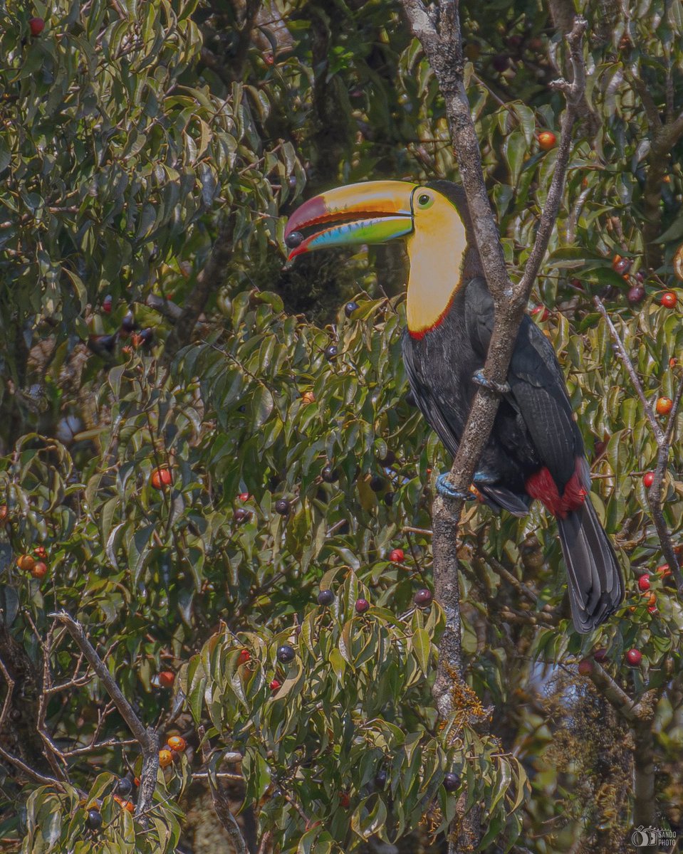sandovalpr_26's tweet photo. πΏβ¨ Backyard Birding Friday, Costa Rica edition. A Keel-billed Toucan, a daily visitor to our Airbnb backyard
πMonteverde, Costa Rica π¨π·
#BirdsOfTwitter #birdphotography #ShotOnCanon #backyardbirding #toucan #rainbow https://t.co/2I4TH3yNvy