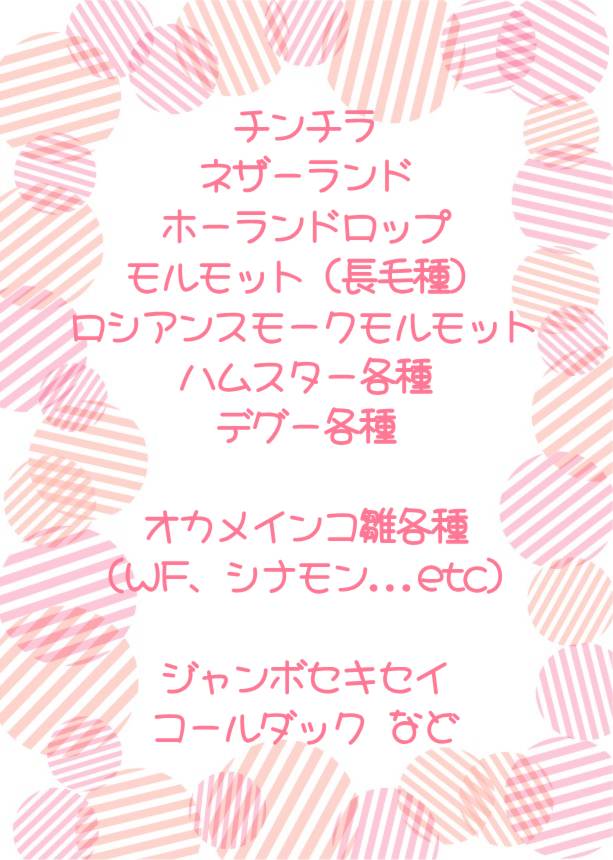 scale_kei's tweet photo. 7/19日曜日！
ペットフィールドさんでの小動物イベントに連れて行く予定の子達です🤗
今回持ってく子が多いので、他の子達は書いておりませんがリクエストあれば
#カイロトゲマウス
#カイロトゲマウスアルビノ
#ステップレミング
#チャイニーズハムスター
#アフリカチビネズミ
なども連れて行けます😊 https://t.co/eTgUSddeYh