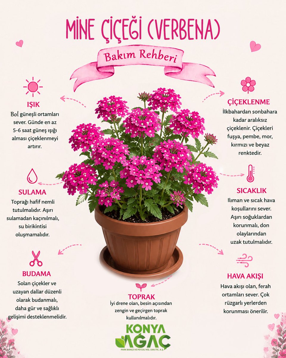 konyagac's tweet photo. 🌸 Balkonlarınıza renk ve canlılık katacak Mine Çiçeği (Verbena) ile tanışın!
Güneşi seven bu zarif çiçek, doğru bakım ile yaz boyunca rengarenk çiçekleriyle bulunduğu ortama güzellik katar. 🌿

#MineÇiçeği #BahçeBakımı #KonyaAğaç https://t.co/GMShg8iaZK