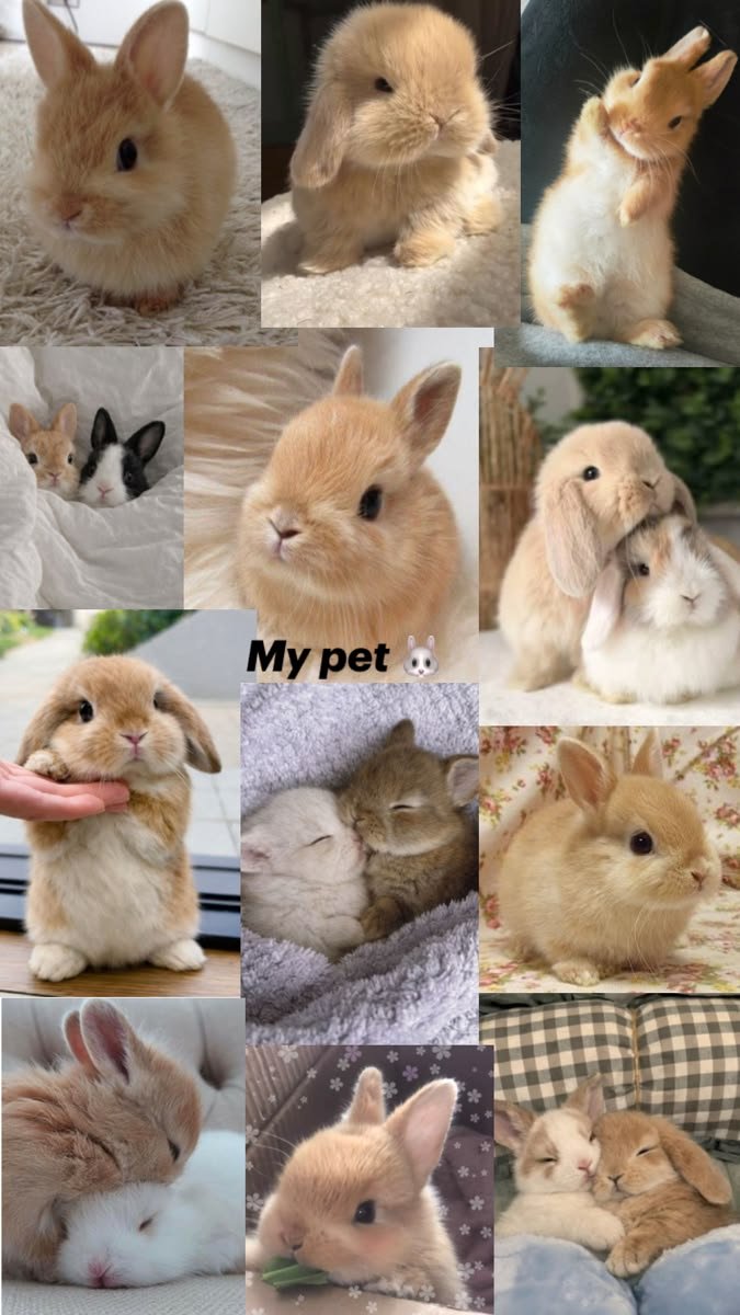 popularrabbit's tweet photo. https://t.co/juRCLoO6OB
