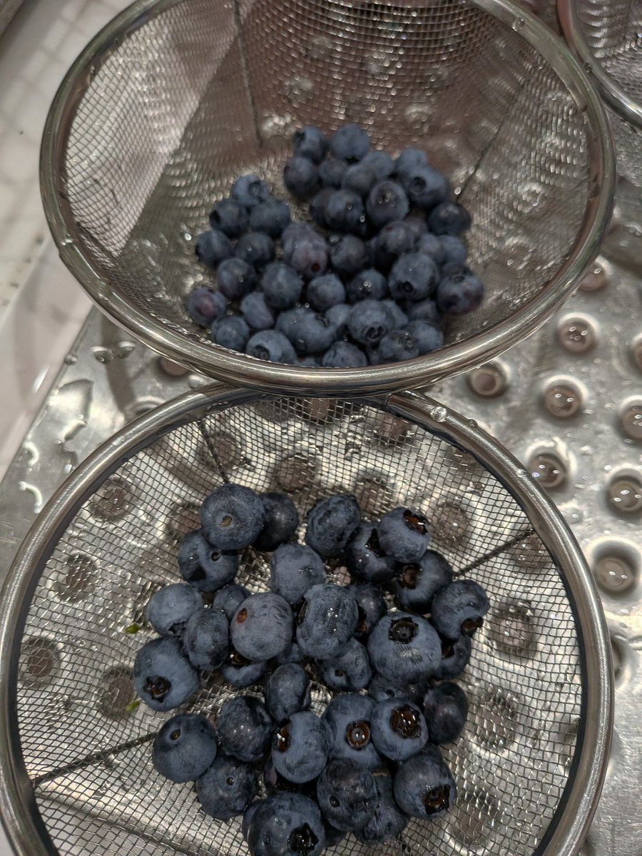 fig1096574's tweet photo. ブルーベリー水につけたら虫出てくるやつ、ほんまにあんなになるのかやってみた。
ブルーベリーに殺虫剤は不使用。
1かごはダップリンで屋外おきで熟してきたので、先週鳥よけネット内に入れた苗。
もう1かごは鳥よけネット内の様々な品種。
200mlに小さじ半分の塩水にさ30分。
#ブルーベリー　#むし https://t.co/8KTiByKFBD