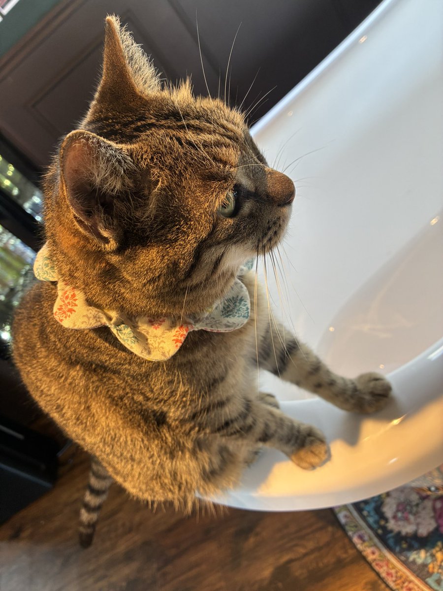 130turu_'s tweet photo. 保護猫カフェ行ってきた。ヤバい、すっごい沢山居ていっぱい触れ合ってきた。また会いに行くけども次は少し涼しくなってから……もしかしたらずっとのお家が決まってもう会えないかもしれない。寂しいけど大事にしてくれる家族が見つかる事がこの子たちにとって一番の幸せだもんね。幸せになって欲しい https://t.co/hp0Up01LtK