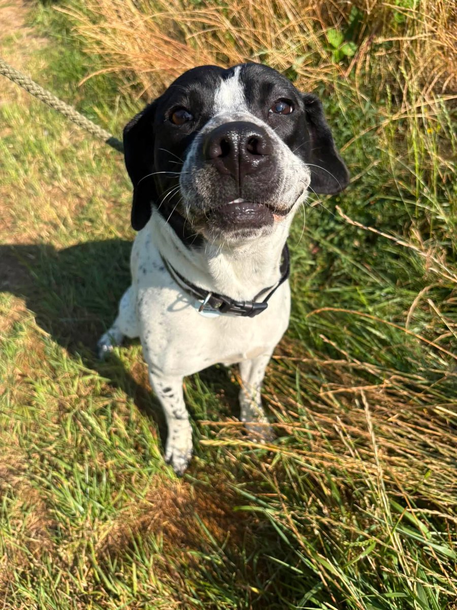 rescuedoggypaws's tweet photo. Could you be the person to change Winnie’s life forever?
Winnie is a beautiful 10-month-old girl. She may be a little shy at first, but behind those gentle eyes is a loving young dog 
https://t.co/Y5BrOCyWcI
#Lincolnshire #Yorkshire #Grimsby #Hull #Sheffield #Worksop #Rotherham https://t.co/TeHgPVx55w