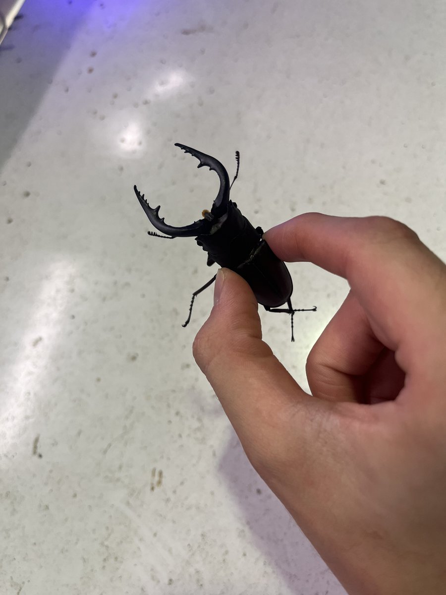 kill_actias's tweet photo. 68ミリ
良形良サイズ https://t.co/ySWqkVJhzl
