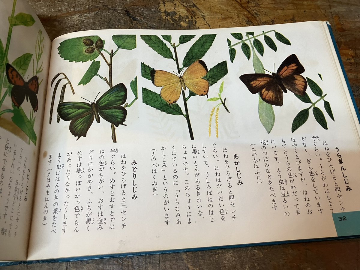 原色幼年昆虫図鑑を店頭に。1956年、北隆館。