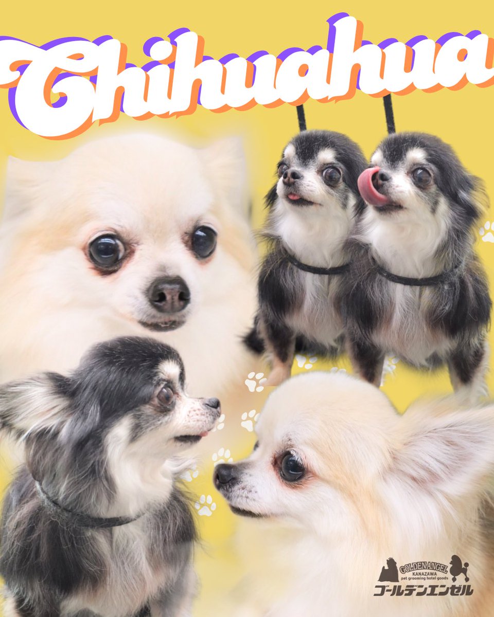 愛嬌たっぷりのチワワファミリー🐾♡ チチちゃん＆こいたろうちゃん