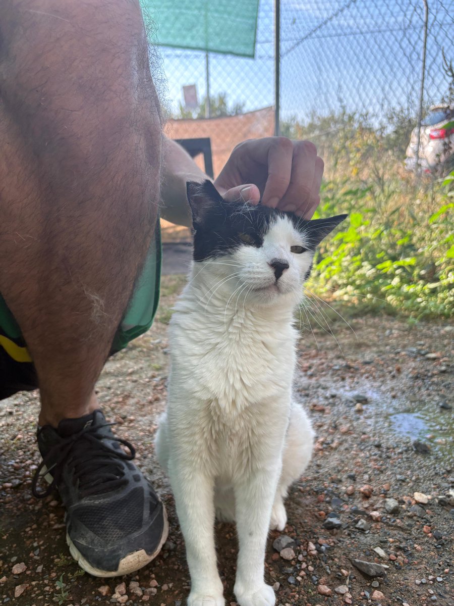 ArcaCordoba's tweet photo. WEN

"Fui encontrada dentro de transportín. Había sido abandonada. Desde entonces espero a mi familia para siempre. Aquí me cuidan mucho, me dan comidita y todos los mimos que pido con mis maullidos, pero aun así estoy triste, solo quiero una casita."

🖇️: https://t.co/Q9ooSNZmOA https://t.co/ovYVXnu6JS